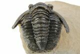 Diademaproetus Trilobite - Foum Zguid, Morocco #252808-2